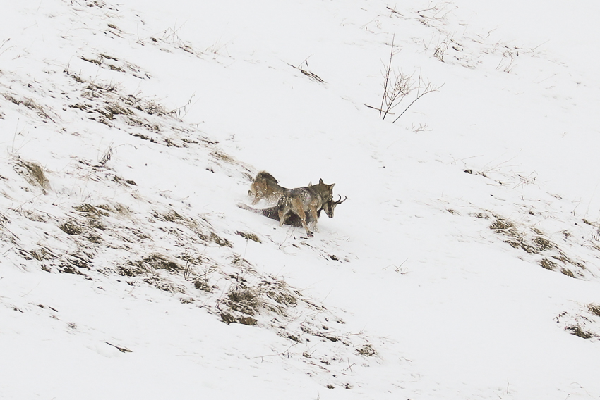 Loups gris en prédation — Mayze 1 800 m