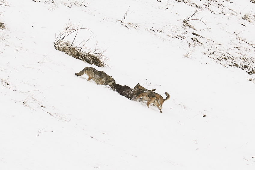 Prédation d'un chamois par trois loups gris